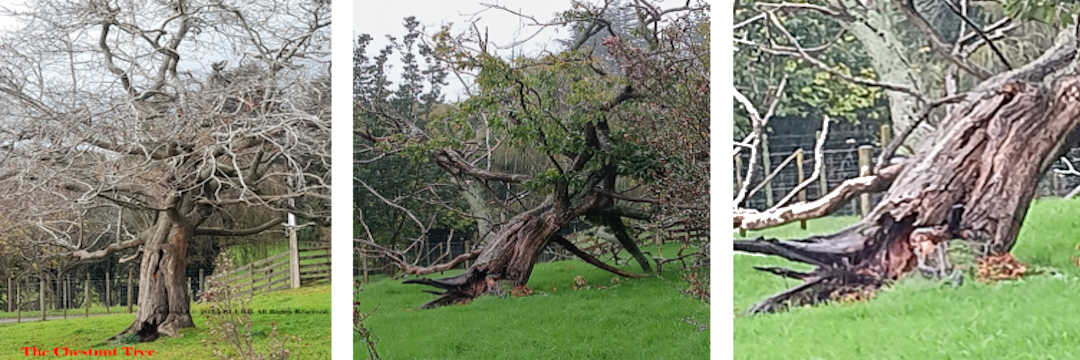 R.I.P. The Chestnut Tree. 2026.