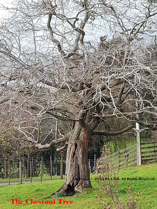 the chestnut tree 1910 2025
